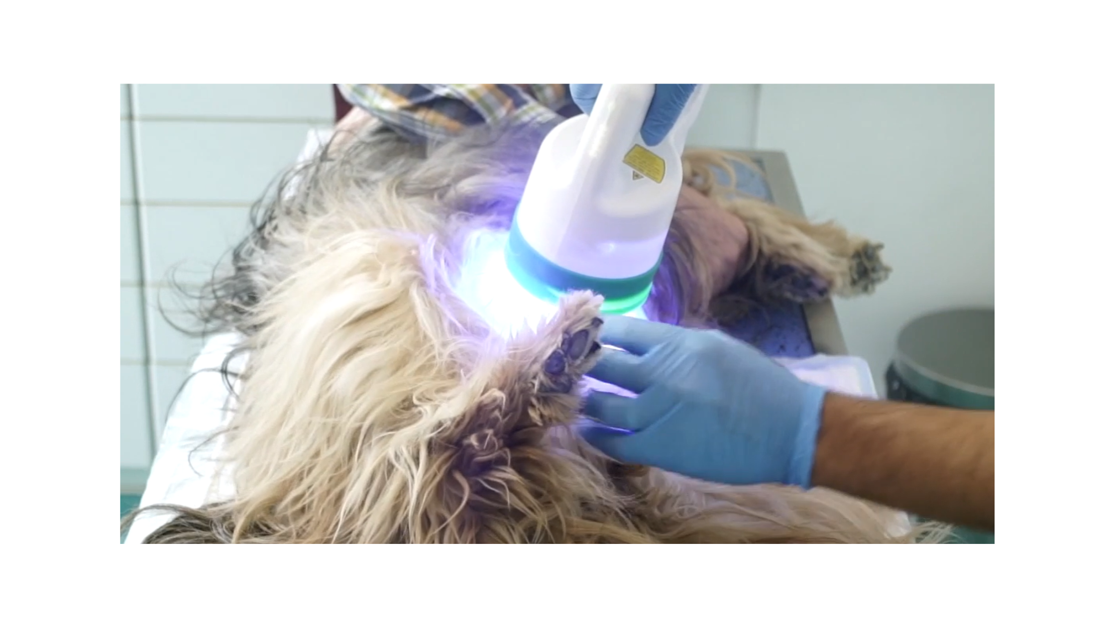 Phovia fluorescent light therapy gives pets and their owners a brighter